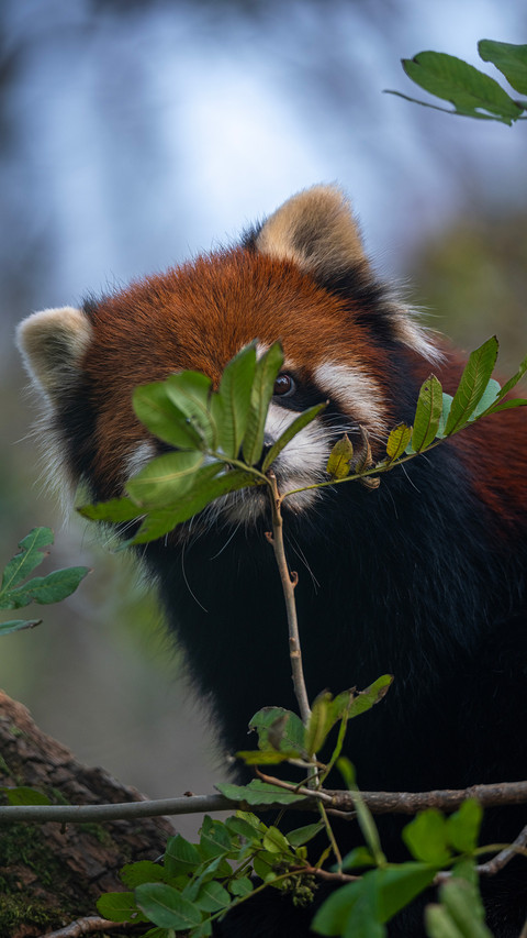 Red pandas in tangjiahe district screenshot