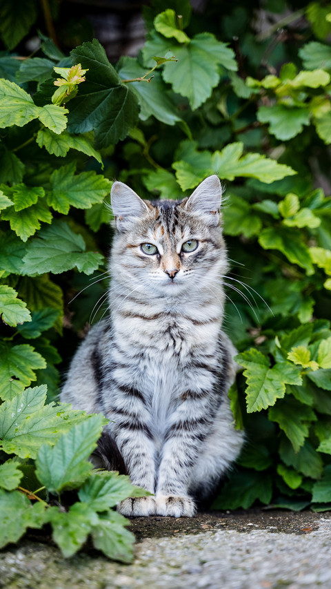 Tabby Cat Sitting in The Bush screenshot
