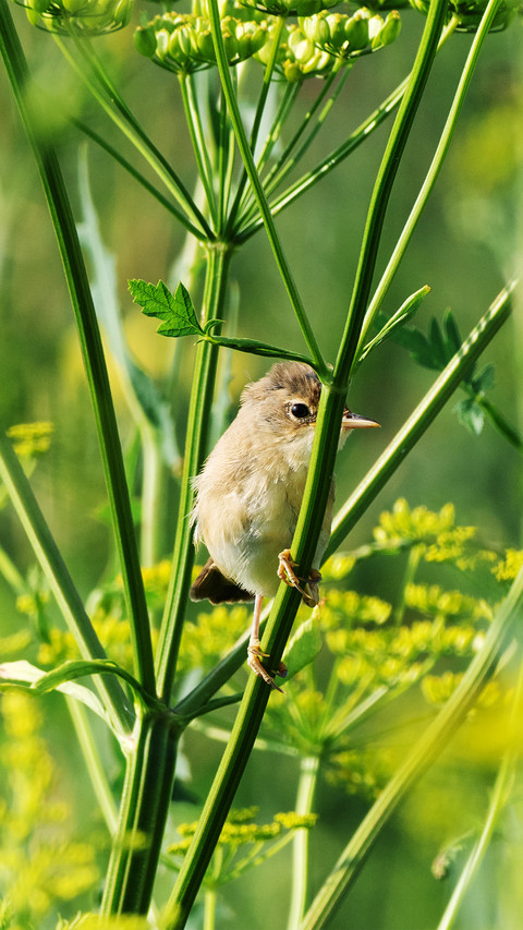 The birds on the branches screenshot