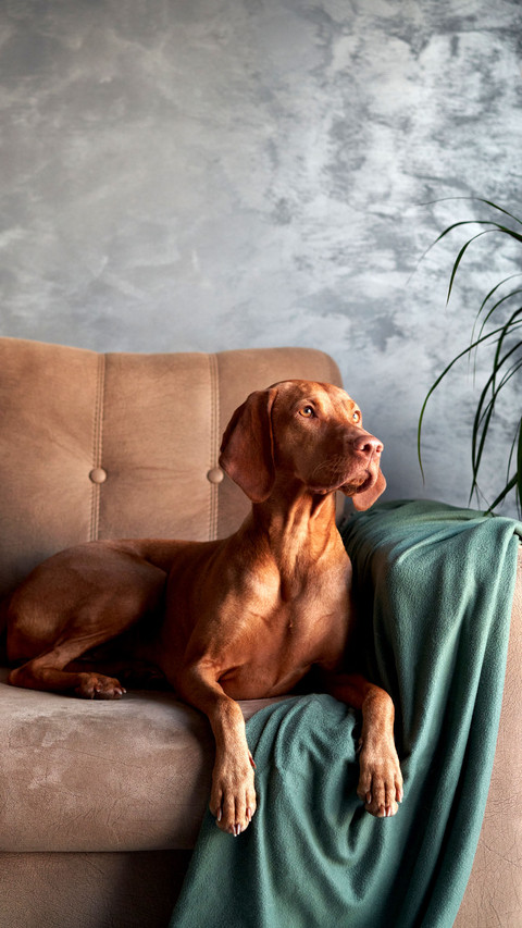 A Hungarian Vizsla dog lounges on a couch screenshot