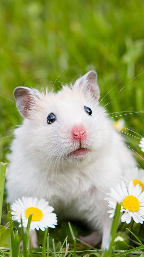 White hamster screenshot
