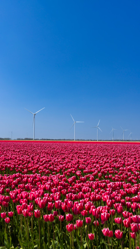 Brilliant flower fields screenshot