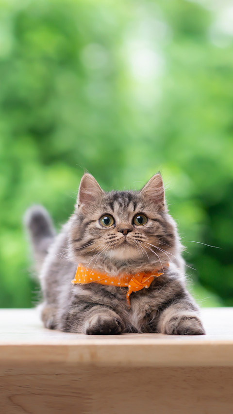 A Cute Persian Kitten Sitting And Looking Up screenshot