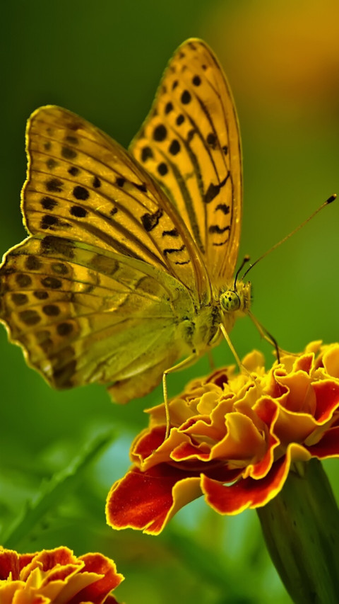 Butterfly (4) screenshot