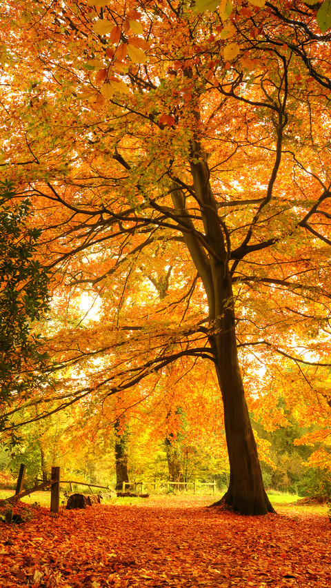Beautiful autumn fall forest scene screenshot