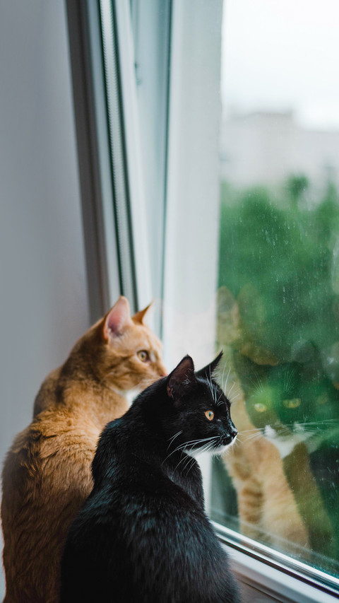 Cute kittens watching birds from the windowsill screenshot