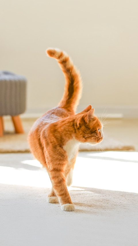 Cute red cat in living room screenshot