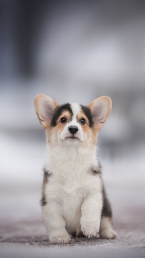 Cute Corgi Dog Sitting on The Ground screenshot