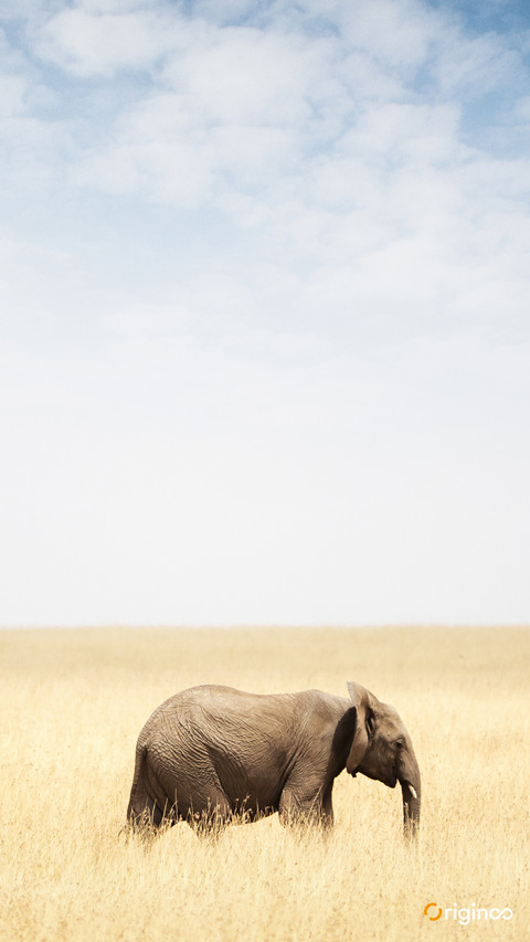 Elephant screenshot