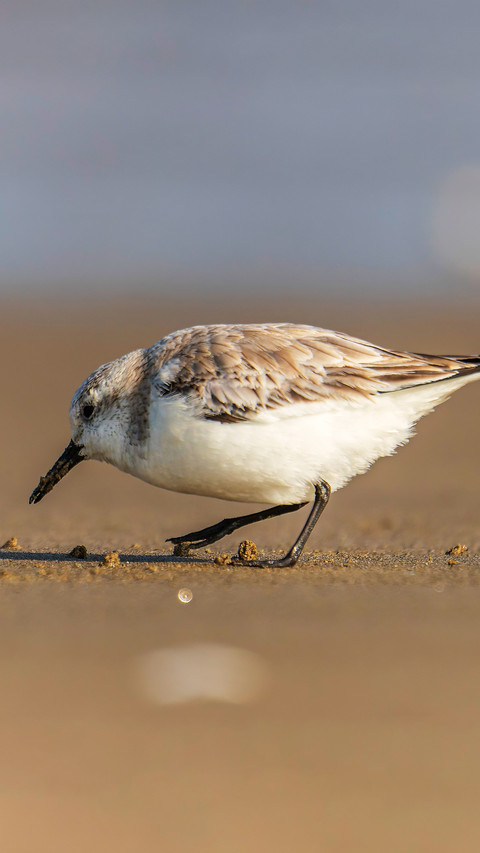 Cute little birds foraging screenshot