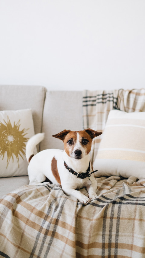 Dog laying on sofa with blanket beige color screenshot