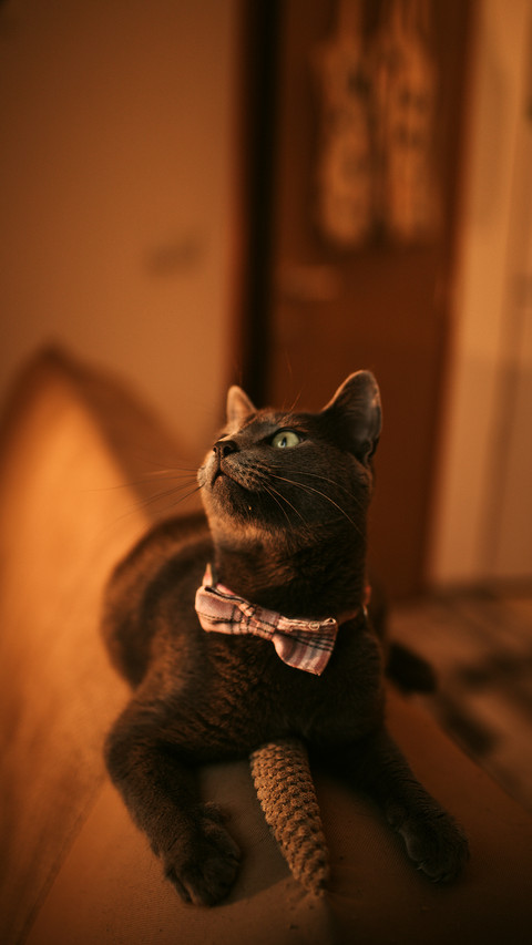 A closeup shot of a black domestic Bombay cat laying screenshot