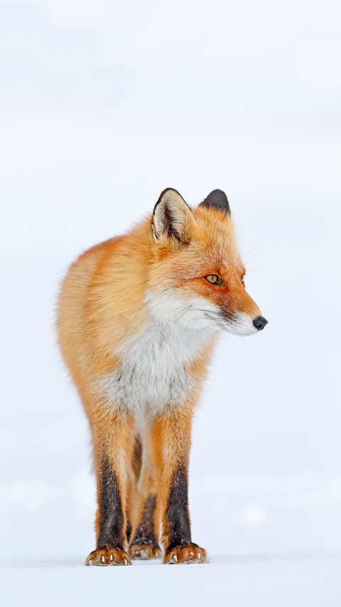 Cold winter with orange fur fox. Red fox in white snow screenshot