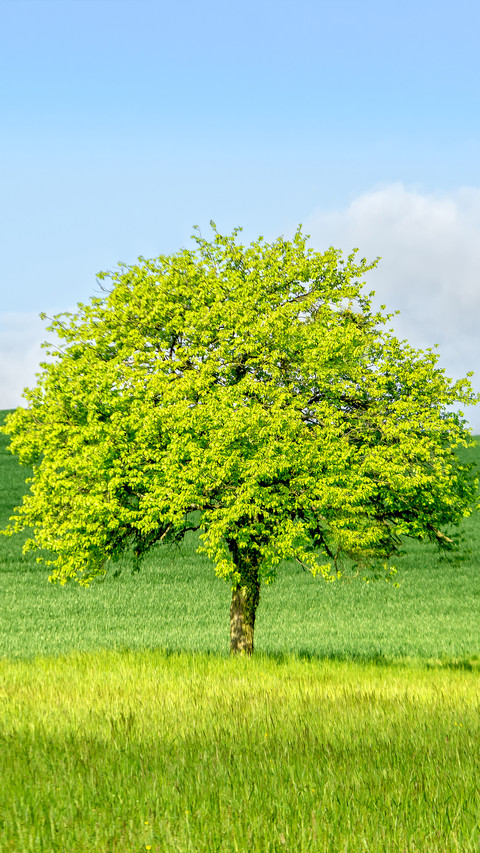 Green grass and blue sky screenshot