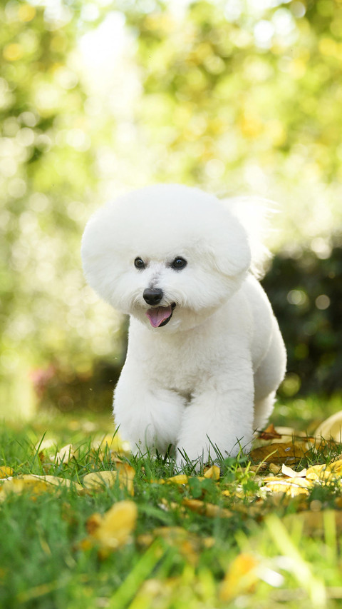 “棉花糖”比熊犬 screenshot