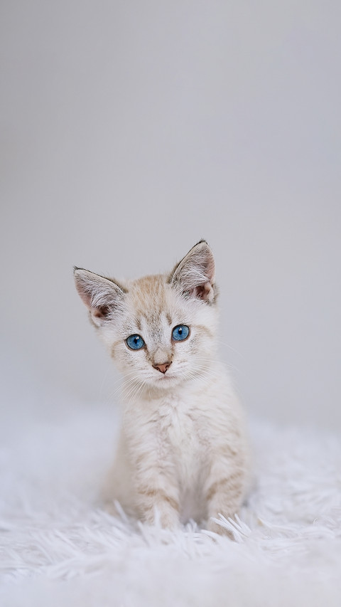 猫咪写真乖巧指南 screenshot