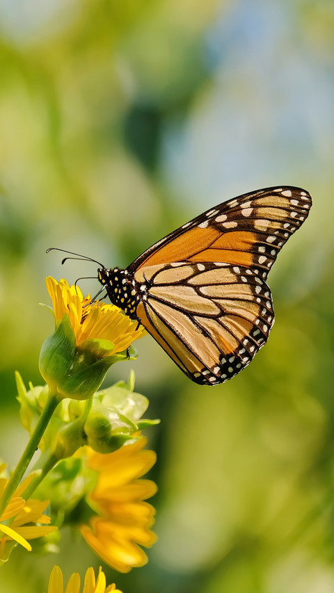 Formation of scales on butterfly wings 1 screenshot