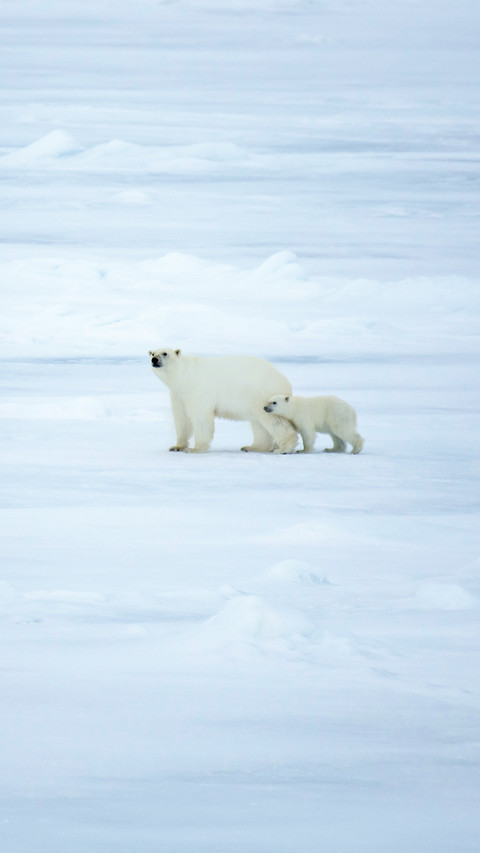 Polar Bear Walking in an Arctic screenshot