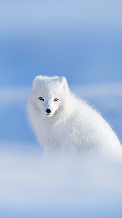 Folk stories about white fox 63 screenshot