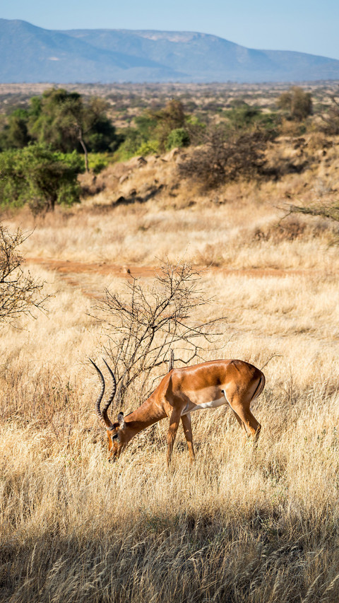 Antelope Grazed on The Grassland screenshot