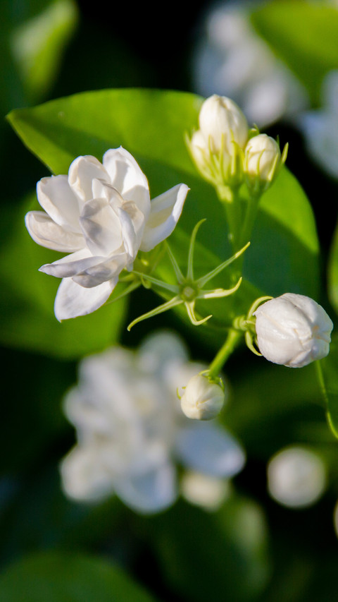 Jasmine flowers in jufeng scenic area screenshot
