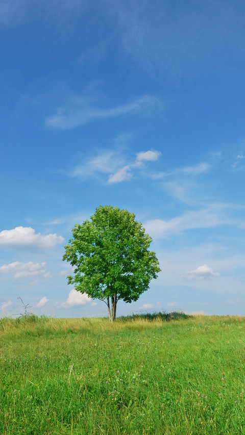 Green grass and blue sky screenshot