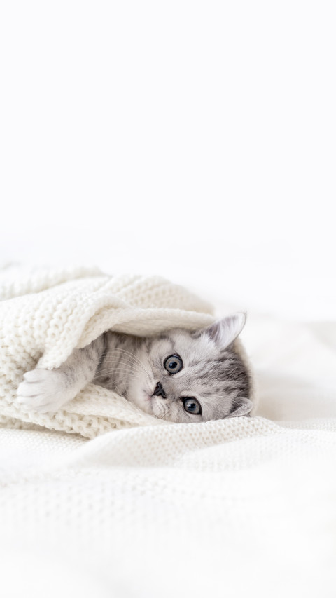 Cute Little Striped Scottish Fold Kitten Cat on White screenshot