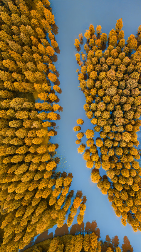 Aerial View of The Forest screenshot
