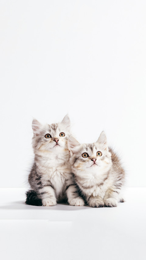 Two Kittens Looking Ahead screenshot