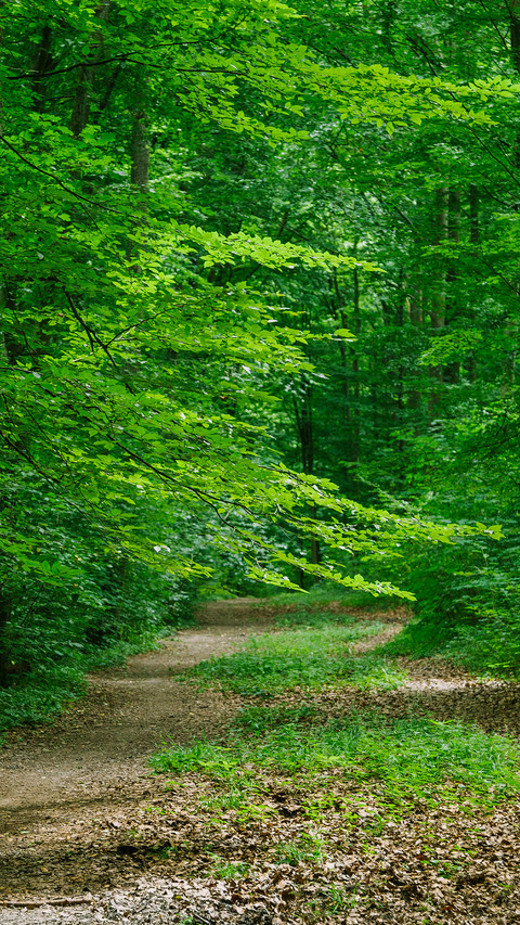 Forest Green Path screenshot