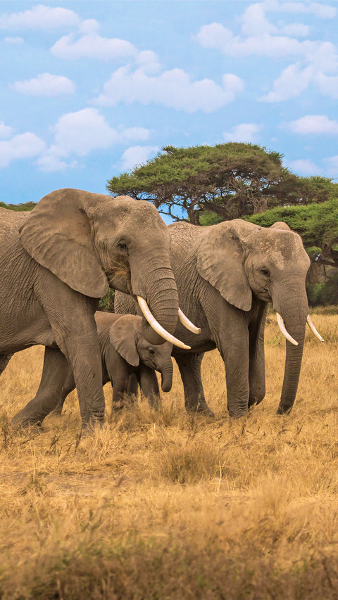 A group of elephants screenshot