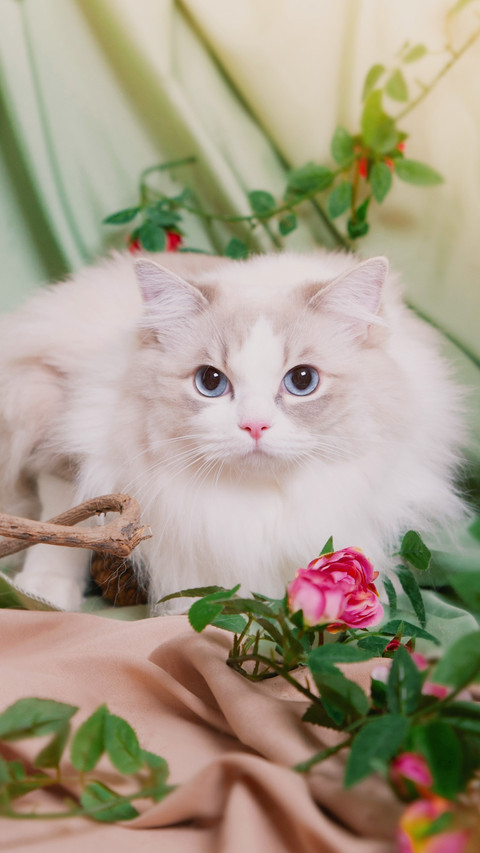 猫中的小仙女 screenshot