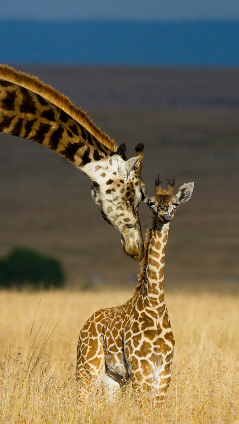 The Female Giraffe And Her Cubs screenshot
