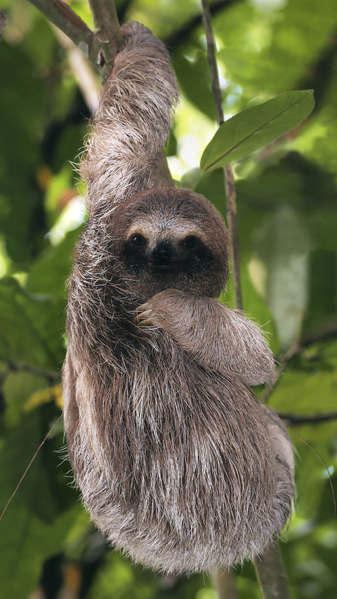 Hanging Three-toed Sloth screenshot