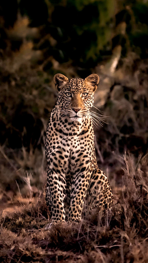 Wild animal danger cheetah leopard screenshot