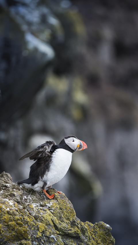 Lovely Puffin on Coast screenshot