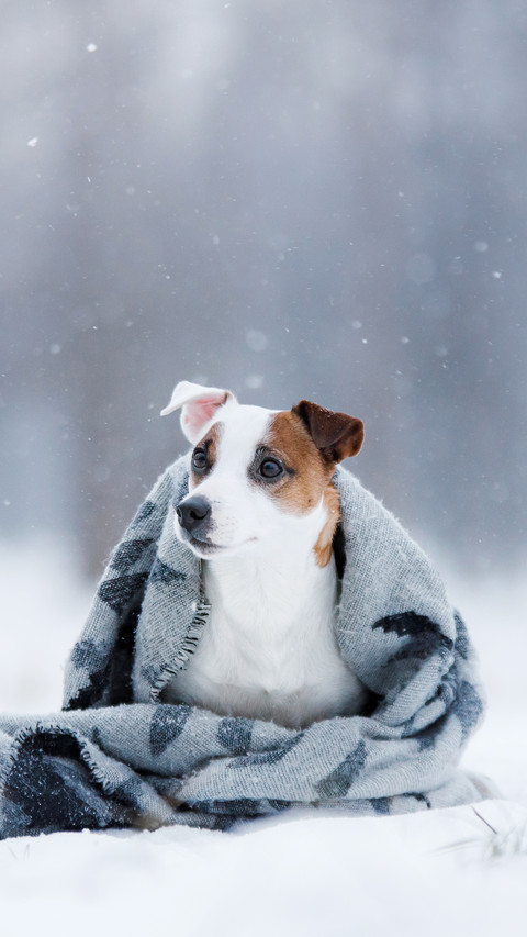 Dog sitting under the rug outdoors in the winter screenshot