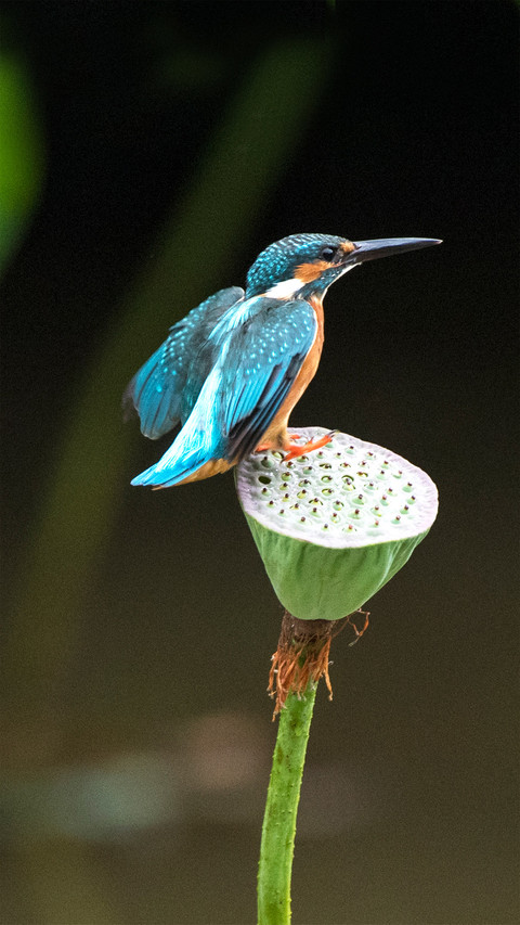 Lovely bird-01 screenshot