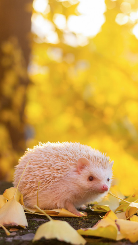 Why do hedgehogs have thorns on their bodies screenshot