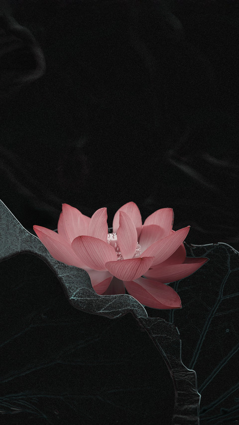 Lotus Blooming in the Lotus Leaves in Summer screenshot