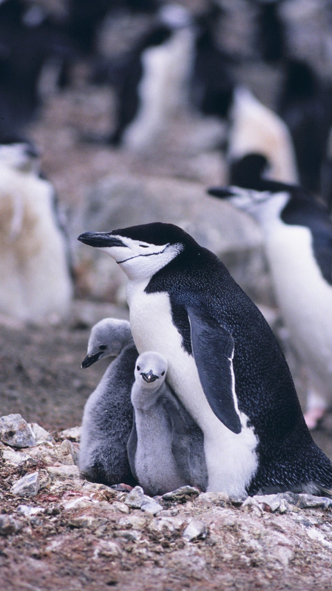 Pingu (1) screenshot