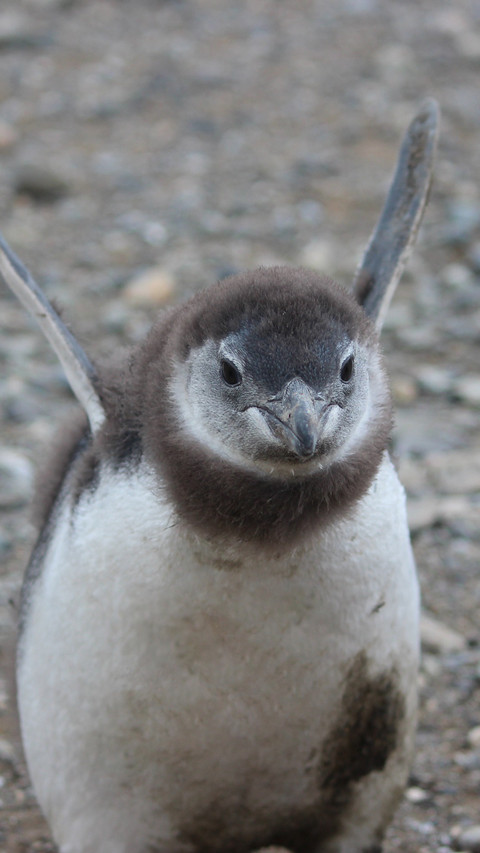 Pingu (2) screenshot
