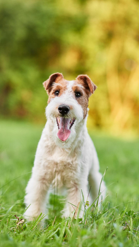 Dog32 screenshot