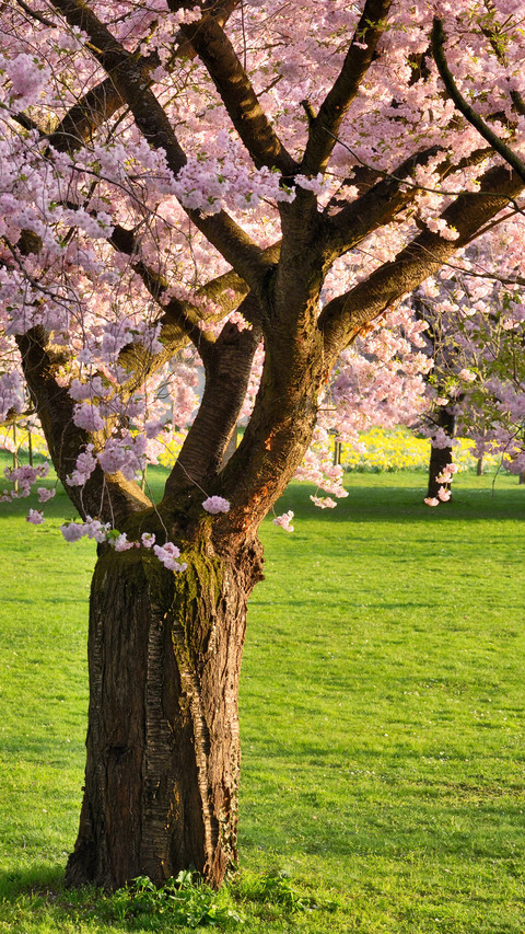 Cherry blossoms in splendor screenshot