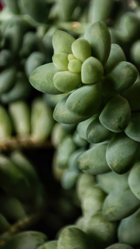 Macro Plant  with 11lite 5g screenshot