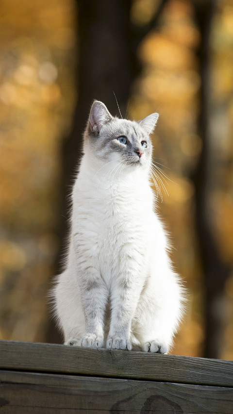 Cute Cat in Forest screenshot