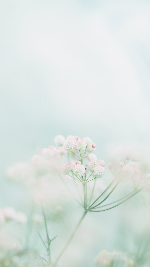 寻春 screenshot