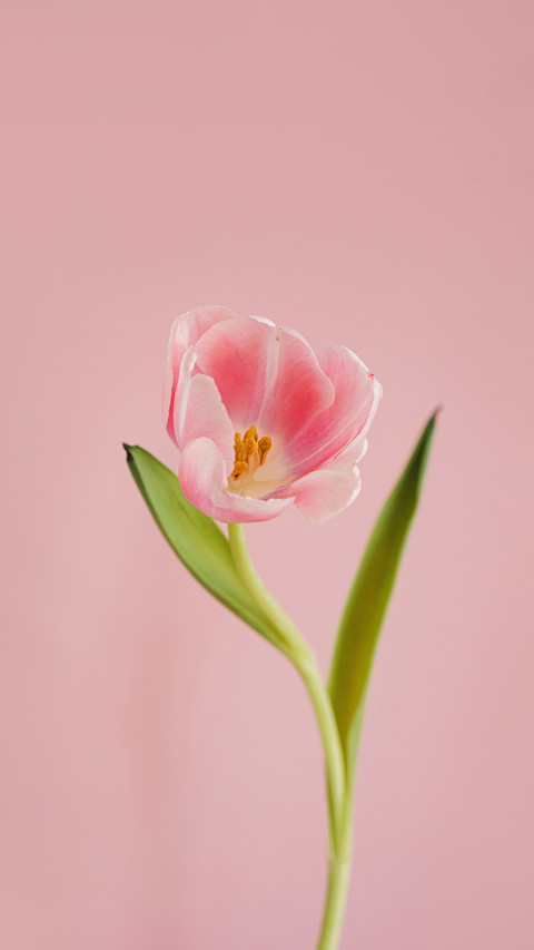 Elegant Pink Tulip Blooming with Green Leaves screenshot