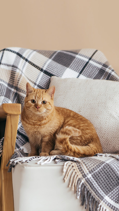 Red-Headed Bright Cat Sits on A Chair screenshot