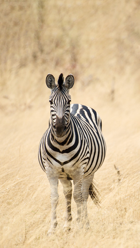 Black and white stripes are foolishly indistinguishable screenshot